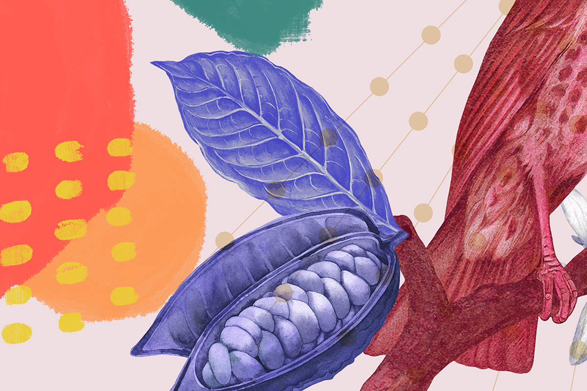 Magia Piura 巧克力食品包装-锦上设计分享