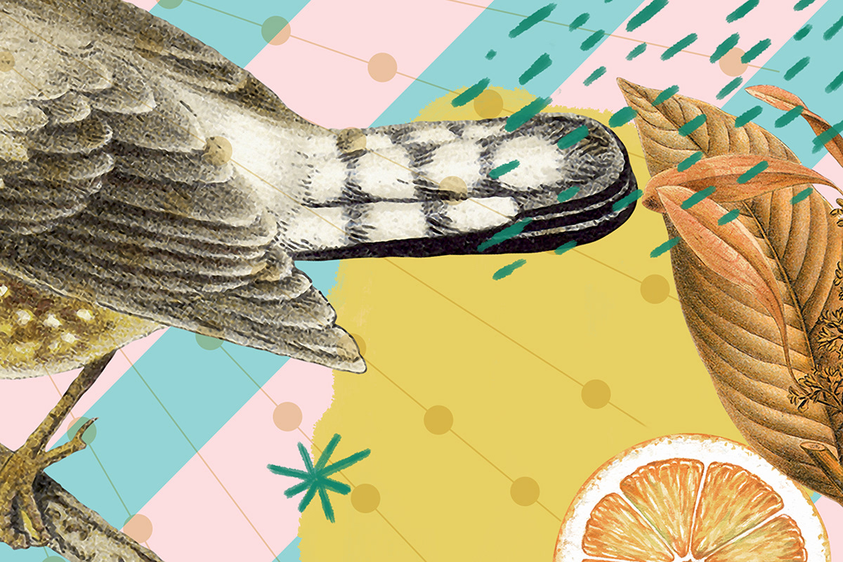 Magia Piura 巧克力食品包装-锦上设计分享