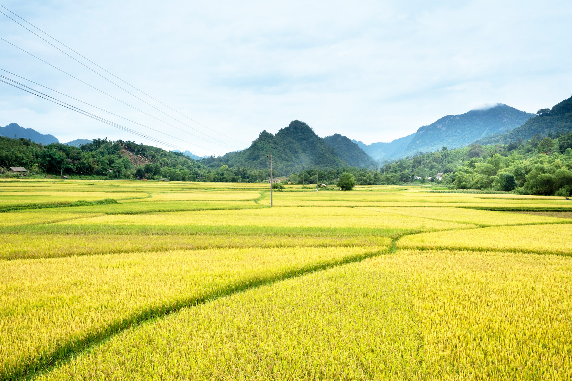 池上山谷米概念包装设计