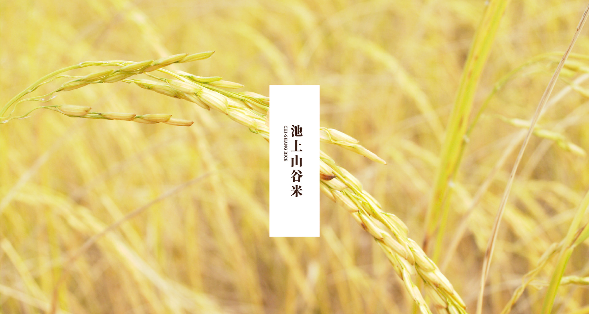 池上山谷米概念包装设计